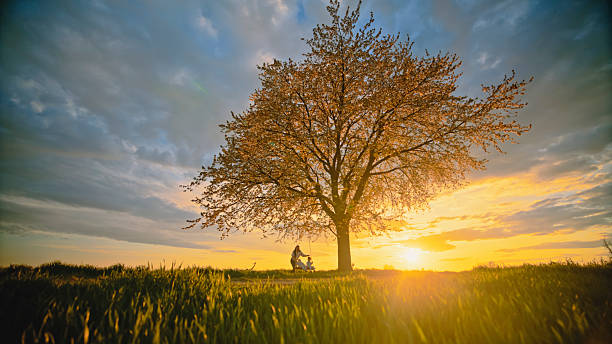 Scenic view of a bicycle and trees growing at park during foggy weather, Park of Monza, Lombardy, Italy