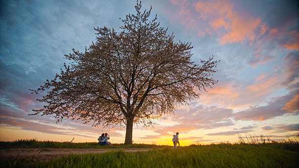 Silhouette of leafless ceibo tree with orange painted clouds in the background, fractals, branches, nature, tree, ceibo, fractals, leafless, , nature, wildlife, sky, sunset, landscape, silhouette, summer, field, horizon, evening, night, sun, light, orange, dusk, golden hour, colorfull, purple, red, background, view, sunrise, color, clouds, panorama, cloud, grass, beautiful, rural, trees, blue, autumn, season, dark, outdoor, green, forest