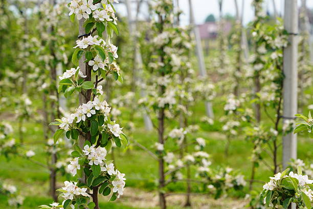 Straight rows of apple trees in early spring. Apple plantations in spring. Rows of fruit trees. A blooming apple tree. An apple tree blooms in the garden. An apple tree blooms against a background of blue sky and green grass.