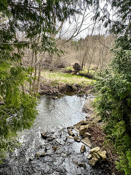 istock Small creek by green trees in wooded area 2212808320