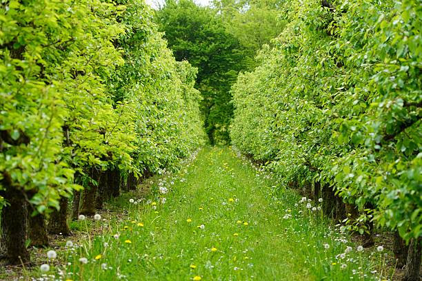 Straight rows of apple trees in early spring. Apple plantations in spring. Rows of fruit trees. A blooming apple tree. An apple tree blooms in the garden. An apple tree blooms against a background of blue sky and green grass.