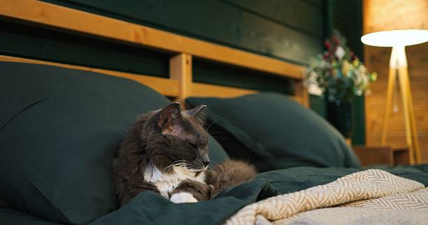 istock Fluffy grey cat with white chest and paws sleeping comfortably on a green bed with pillows and a blanket, in a cozy bedroom with wooden furniture and soft lighting. Cozy place to relax, pets concept 2212808770
