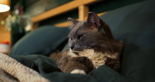 istock Fluffy grey and white cat resting peacefully on a bed with dark green sheets and a beige blanket, showcasing a sense of comfort and contentment. Cozy place to relax, pets concept 2212808793