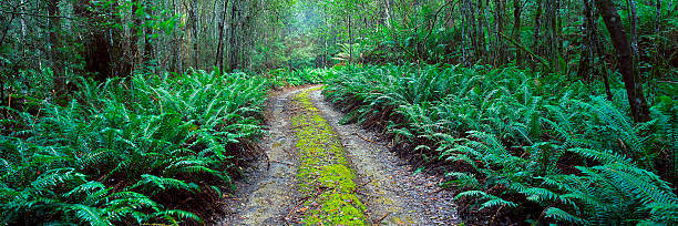 Ferns line this mossy road at Mole Creek National Park, Tasmania, Australia