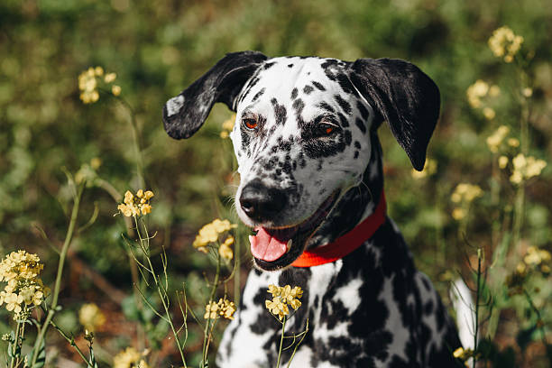 istock dog walks in park 2212811939