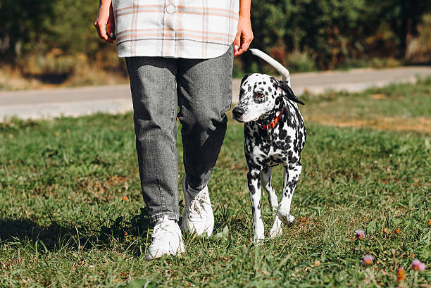 istock dog walks in park 2212811960