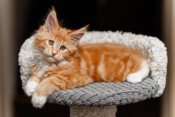 istock ginger Maine-Coon kitten playing at home 2212812093