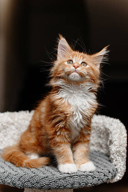 istock ginger Maine-Coon kitten playing at home 2212812099