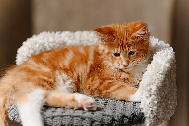 istock ginger Maine-Coon kitten playing at home 2212812103