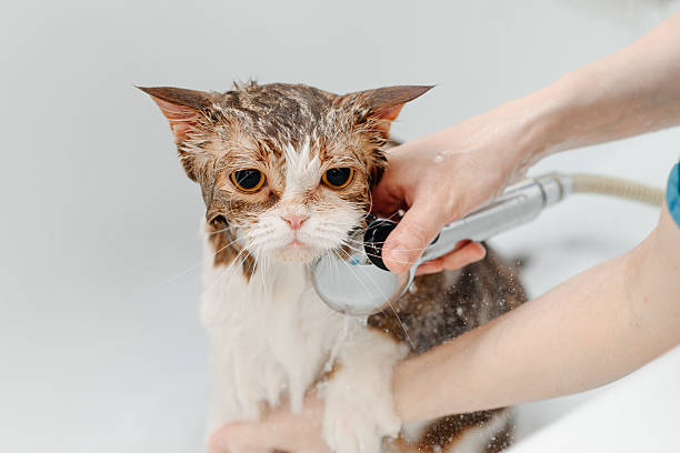 istock smoky cat washing in white bath 2212812299