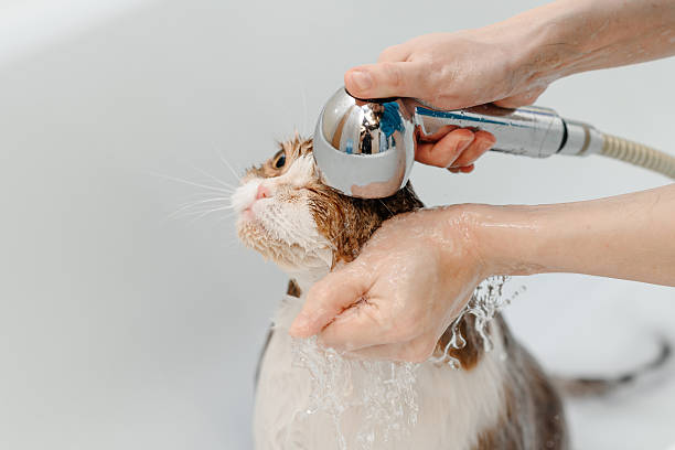 three-haired britain cat washing in white bath by veterinarian or groomer with watering can for shower
