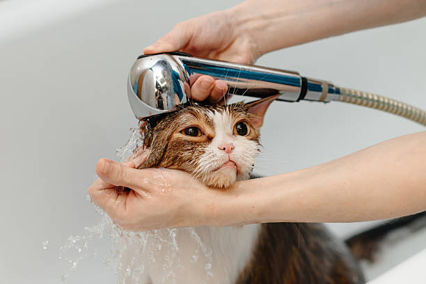 istock smoky cat washing in white bath 2212812311