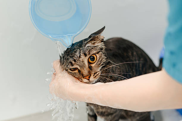 istock smoky cat washing in white bath 2212812314
