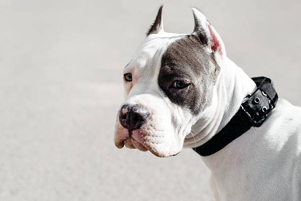 young white with brown spots american staffordshire terrier walking with owner in street, close-up view of muzzle, dogwalking concept