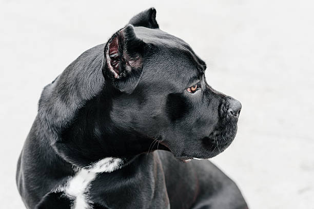 istock black dog sits in city park 2212812605