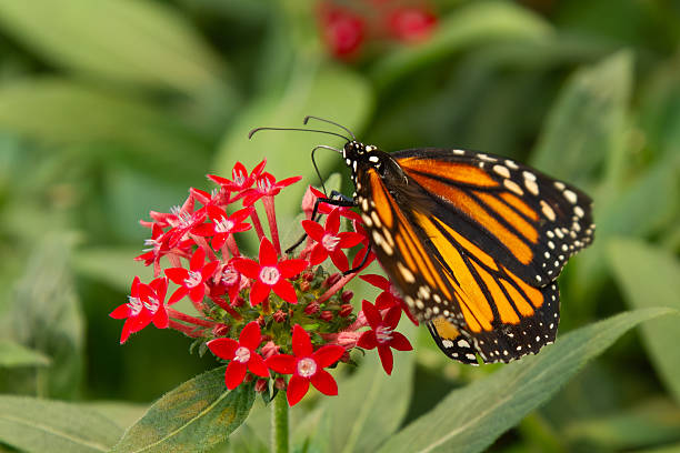 istock Monarch butterfly sitting on red flowers with wings partially open. 2212812869