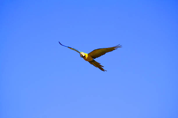 floating in the skies