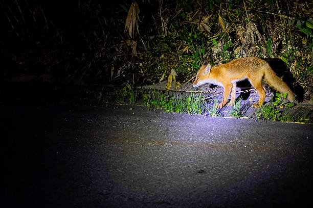 istock Ezo red fox working on the roadside at night 2212815532