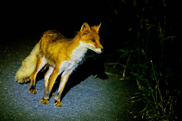 istock Ezo red fox working on the roadside at night 2212815555