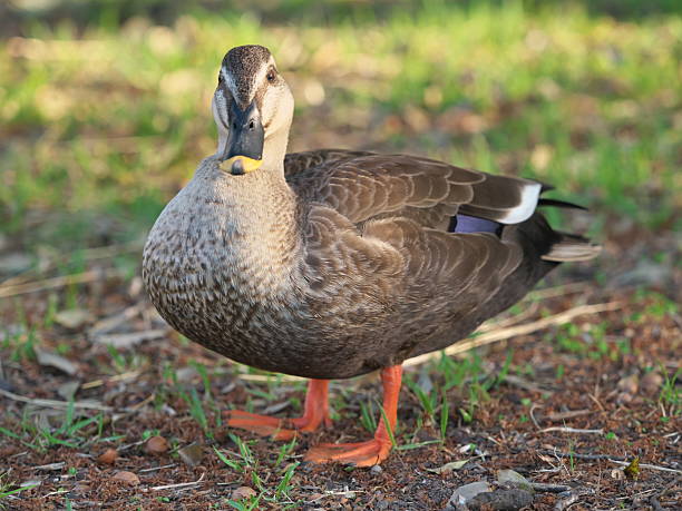istock Closeup of a duck during Morning walk 2212818149