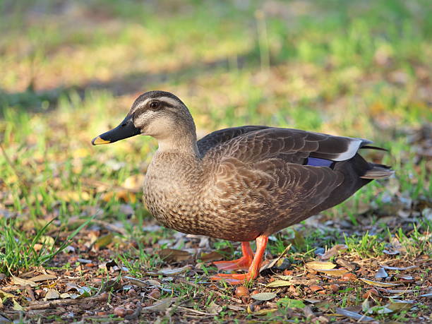 istock Closeup of a duck during Morning walk 2212818187