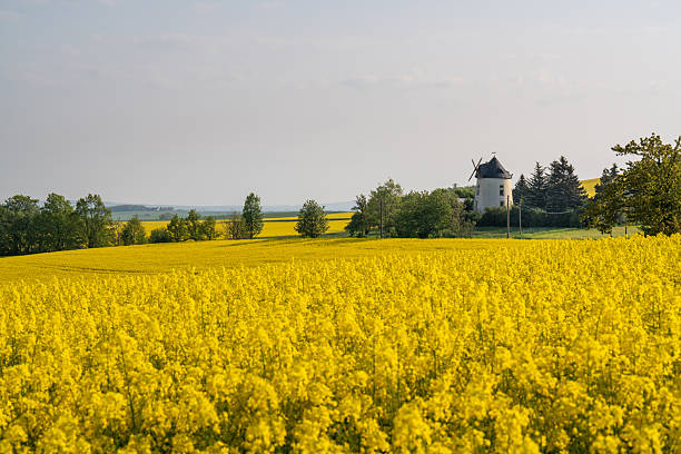 istock In the blooming yellow rapeseed meadows there is a lonely old mill 2212819011