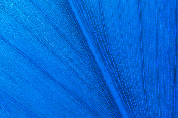 istock Texture,background,backdrop,blue leaves macro,Close-up macro nature exotic bright blue green leave texture tropical Jungle plant background.Curve leaf floral botanical desktop wallpaper,website cover backdrop. 2212819030
