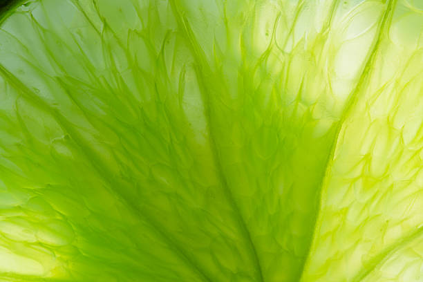 istock Texture, Background, Backdrop, Macro Lemon Texture,Close-up macro of lemon texture,macro lemon texture,Macro close up surface texture Juicy slice of lime 2212819113
