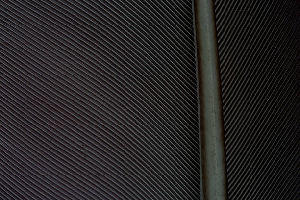 Black feather macro close up,black feather pigeon macro photo. texture or background