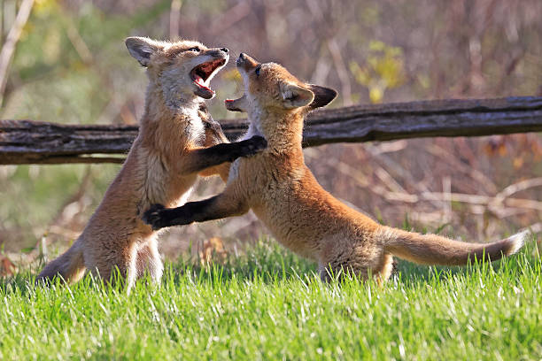 istock Red foxes cubs playing on the grass, Canada 2212823301