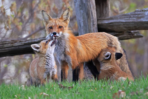 istock The mother fox and her babies on the grass, Canada 2212823303