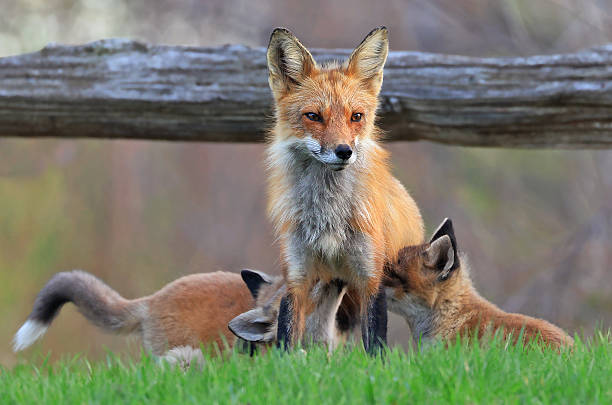 istock The mother fox and her babies on the grass, Canada 2212823304