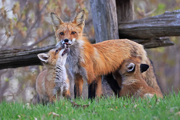 istock The mother fox and her babies on the grass, Canada 2212823305