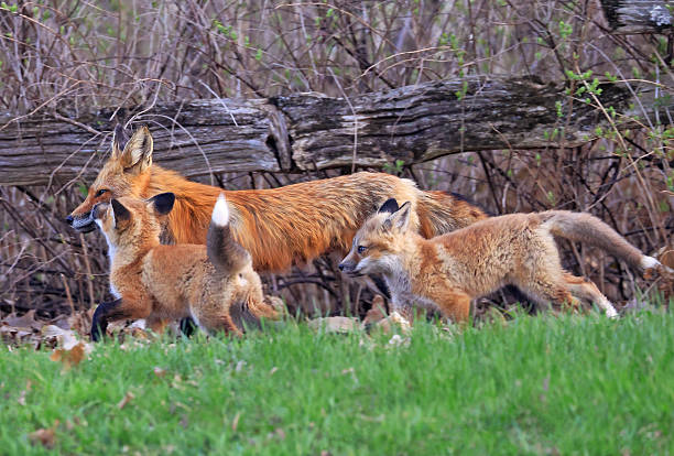 istock The mother fox and her babies on the grass, Canada 2212823306