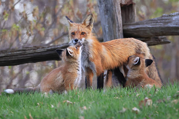 istock The mother fox and her babies on the grass, Canada 2212823307