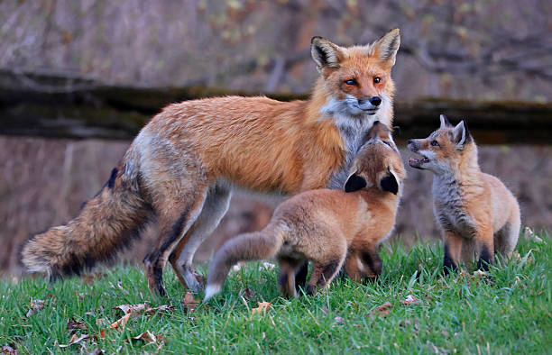 Daddy fox playing with his baby in the forest, Canada