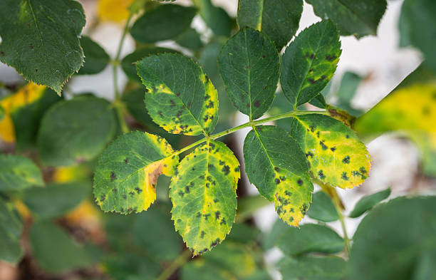 istock Black spot occurs on yellow rose leaves. 2212823823