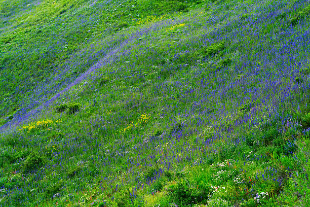 Steep Hillside of Wildflowers - Scenic lush mountain meadow scenic in summer.