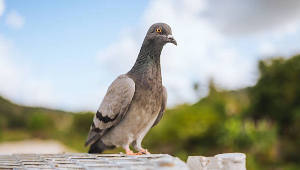 Pigeon waiting for food in asia