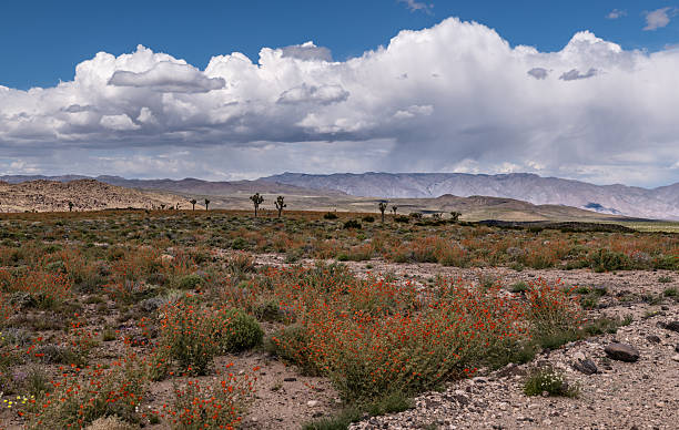 Wildflowers and storm clouds at Santa Rosa Flat, Death Valley National Park, between Panamint Valley and Owens Valley.