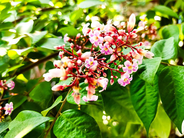 Starling flowers in daylight. Starflower. Averrhoa fruit. Carambola.
