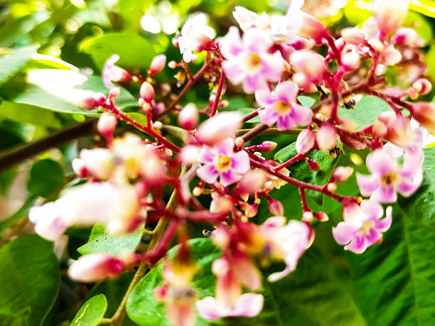Defocused abstract background of starling flowers in daylight. Starflower. Averrhoa carambola.