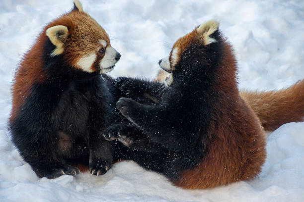 Two red pandas engage in playful wrestling and social interaction in a snowy landscape, showcasing their natural behaviors in a serene winter setting.
