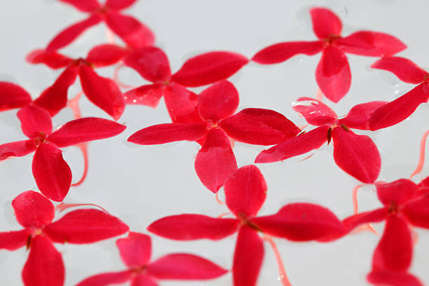 Photo of a traditional welcome in Kerala hotels of red hibiscus flowers floating in a uruli water dish.