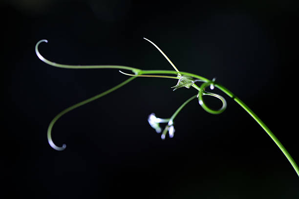 This image showcases delicate green tendrils and small white flowers against a dark background, highlighting the beauty of nature in an elegant and artistic composition.