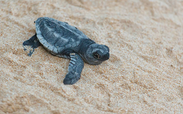 istock A turtle hatched from an egg crawls along the sand towards the ocean 2212832700