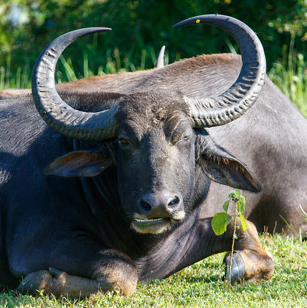 istock A large black rhino is laying down in a grassy field 2212833038