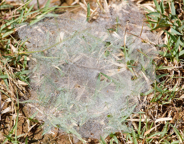 A spider is sitting in the middle of a spider web that is covered in dew. The web is spread out across the ground, and the spider is the only thing visible in the center