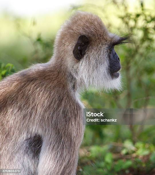 Bushynian A Monkey With A Long Bushy Tail And A Long Bushy Beard Stock Photo ...