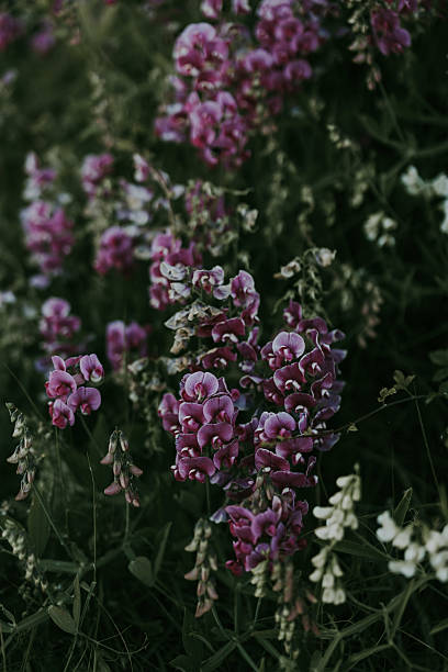 istock Purple Phalaenopsis Orchid 2212834064